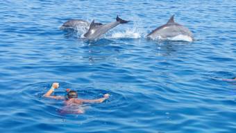 Plavn s delfny Hurghada